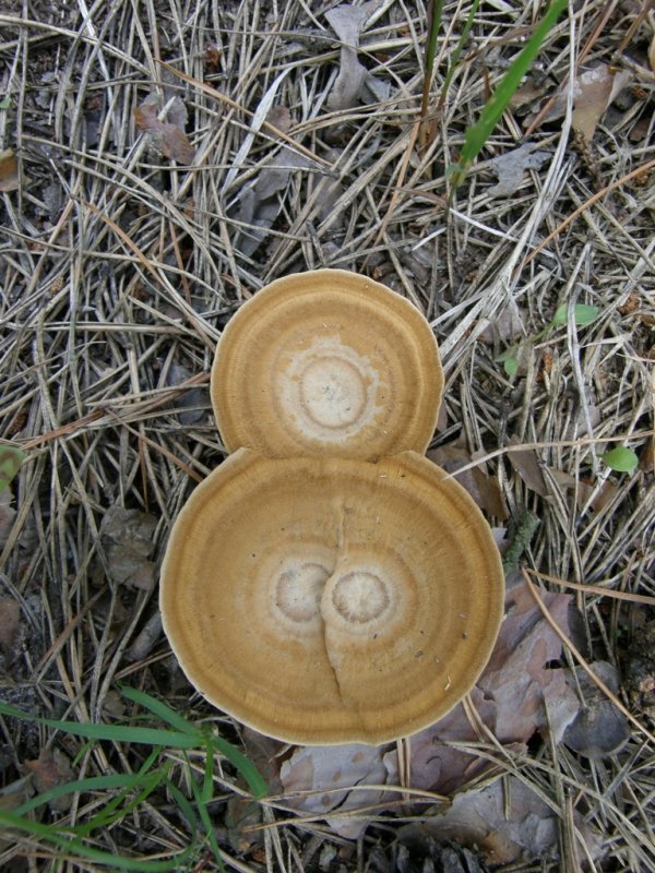 Фотовиставка Світлани Зозулі